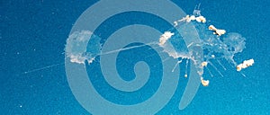 Bird droppings on my car!