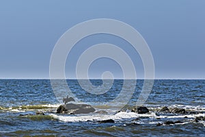 A bird drying its wings