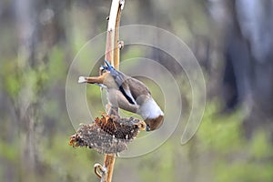 Bird Dubonos Latin Coccothraustes coccothraustes hangs upside down on the stem of a dried sunflower. It gets itself seeds for fo