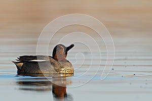 Bird, duck Anas crecca common teal, Poland Europe male