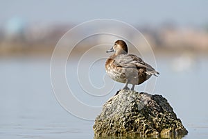 Bird duck female Common Pochard, Aythya ferina