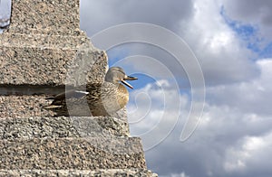 Bird, duck female standing on the stone stairs and opened the be