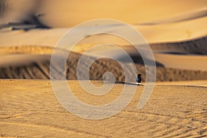 a bird on the dunes of the Sahara Desert