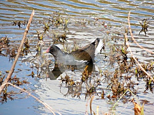 Bird Dusky moorhen, Gallinula chloropus