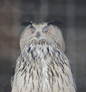 Bird eagle-owl owl