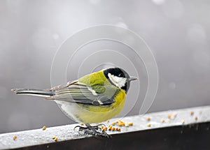 Bird eaten the grain in the winter