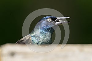 Bird sitting on platform feeder