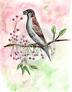 Bird Eating Berries Watercolor Illustration