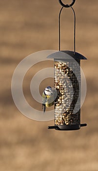 Bird eating from a bird seeder