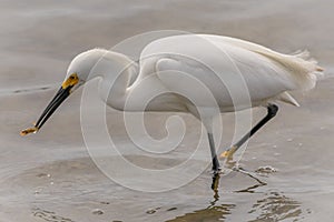 A snowy egret eating a fish.