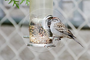 Bird eating seed from bird feeder