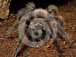 Bird eating spider photo