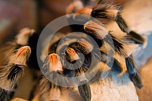 Bird eating spider