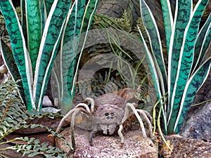 Bird Eating Spider