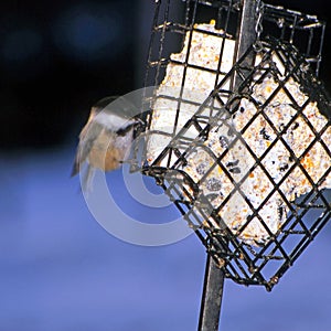 Bird eating suet