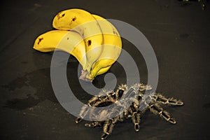 Bird Eating Tarantula with some banana on a Black Background.