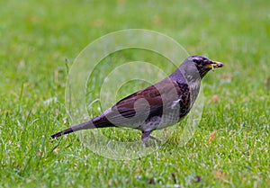 Bird eating worm on grass