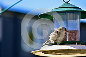A bird eating worms on a bird feeder