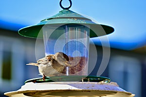 A bird eating worms on a bird feeder