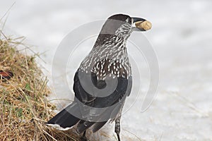 Bird eatinng a peanut