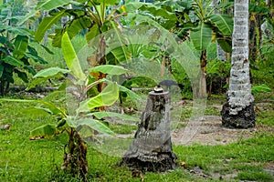 Bird eats a coconut on the banana plantation