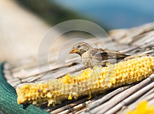 Bird Eats Corn