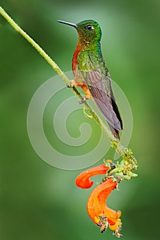 Bird from Ecuador. Orange and green bird in the forest. Hummingbird Chestnut-breasted Coronet, Boissonneaua matthewsii in the fore