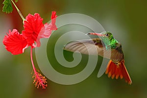 Bird from Ecuador. Rufous-tailed Hummingbird, Amazilia tzacatl, bird fling next to beautiful red rose hibiscus flower in neture ha photo