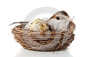 A bird with an egg