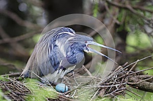 Bird with egg in a nest