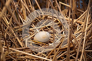 Bird egg in a nest in the wild