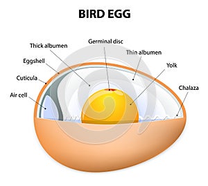 Bird egg structure photo