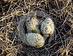 Bird eggs.