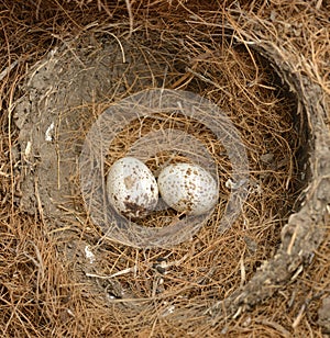 Bird Eggs