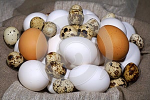 Bird eggs. Different kinds of bird eggs