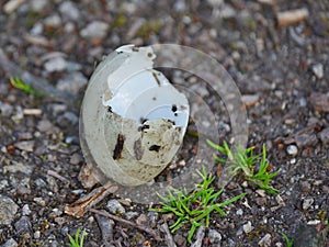 Bird eggs after hatching chick, South Bohemia