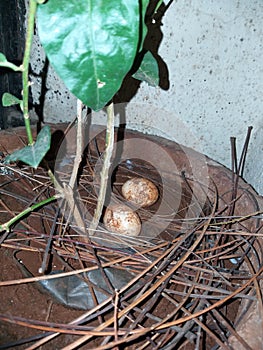 Bird eggs are laid by the females and incubated for a time that varies according to the species