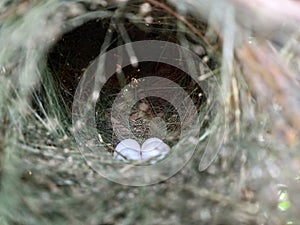 Bird Eggs In Nest