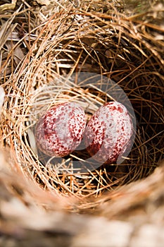 Bird eggs in a nest.