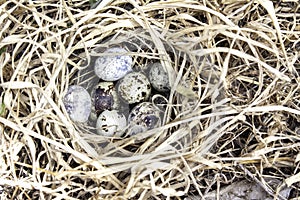 Bird eggs in nest