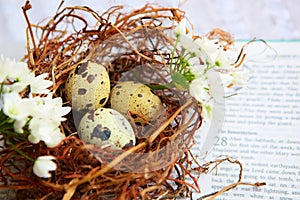 Bird eggs in nest on Bible.