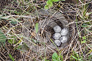 Bird eggs in nest on ground. Nature shot.