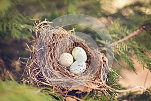 Bird eggs in a nest