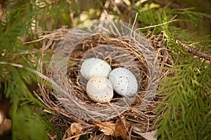 Bird eggs in a nest