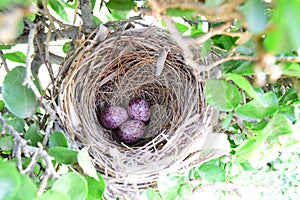 Bird eggs in nest