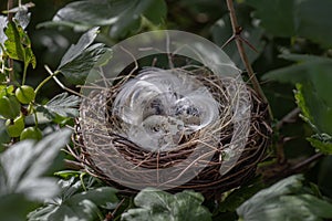 Bird eggs in a nest on a tree