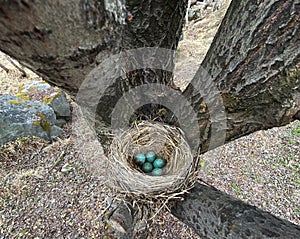 bird eggs in a nest on a tree, top view