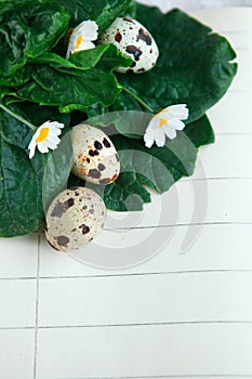 Bird eggs on notebook