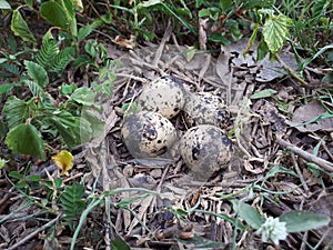 Bird Eggs