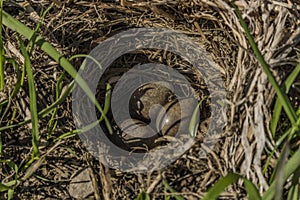 Bird eggs in small nest on field